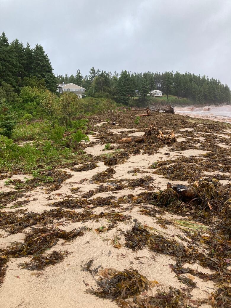 seaweed covers a sandy beach