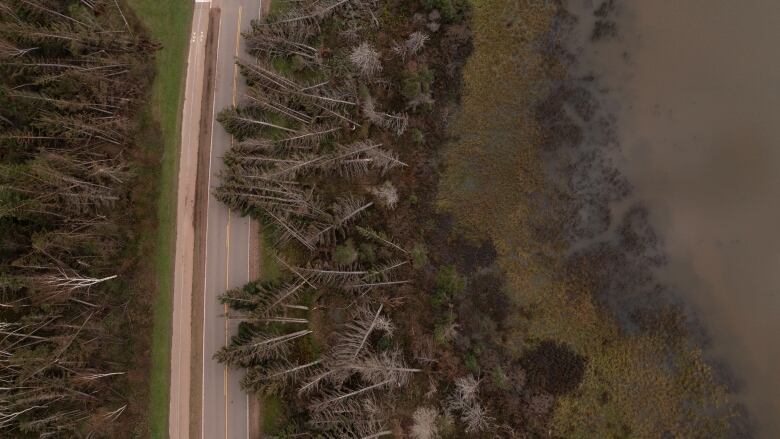 a row of downed trees is visible across a road way