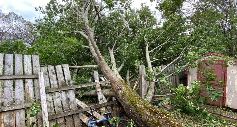 Tree fallen on fence by post-tropical storm Fiona in Charlottetown