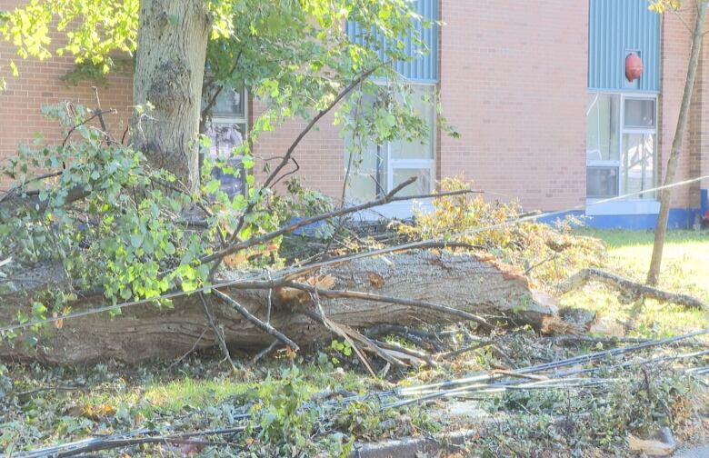 Tree and lines down outside Prince Street School