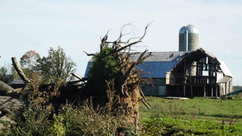 An uprooted tree is in the foreground of a landscape image showing a barn that's had its corner ripped open, showing the interior. 