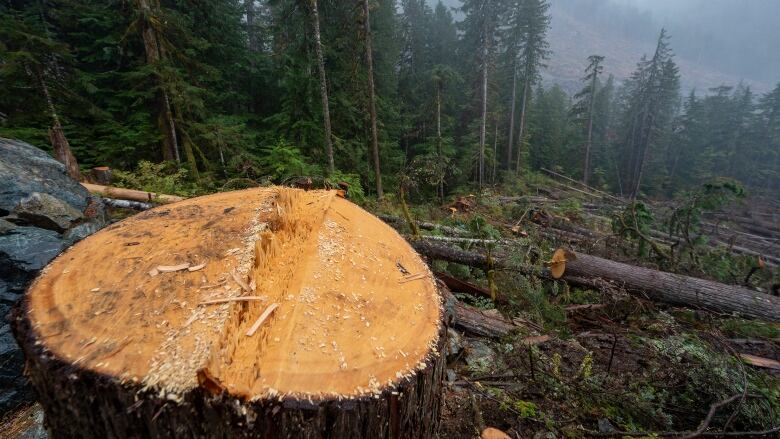 A stump is seen overlooking a forest with dozens of other cut trees.