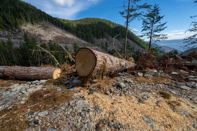 Sawdust litters the ground in a forest near some logs.