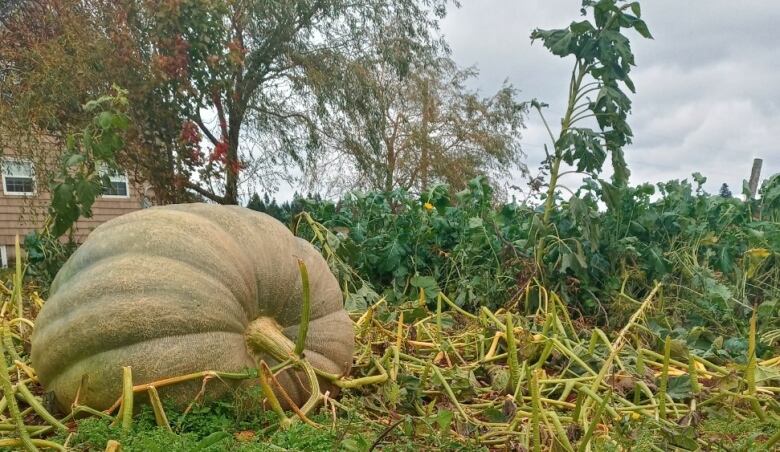 A giant pumpin sits in a green field with a house in the background.