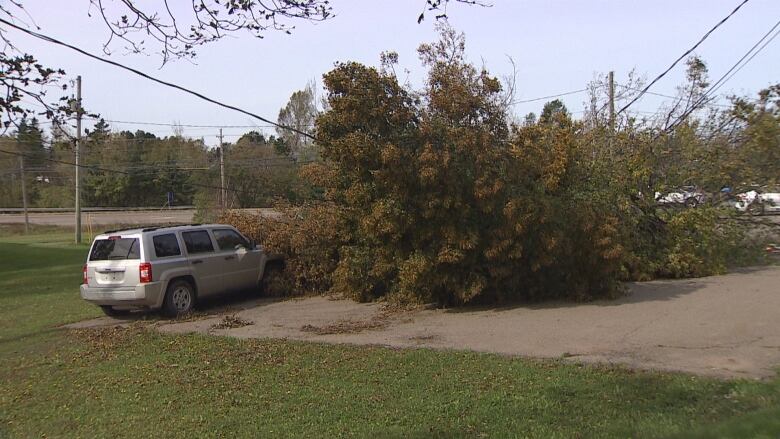 Tree down in driveway.