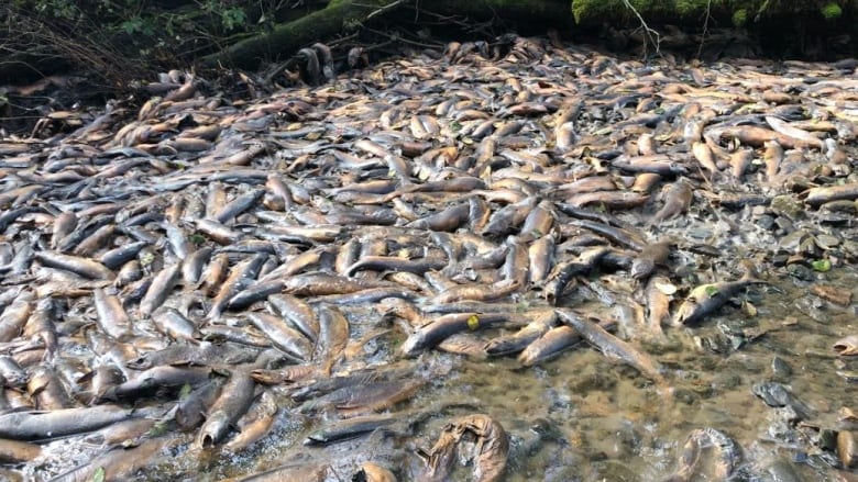 A pile of dead fish sits in a dried up creek.