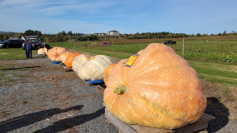 A row of giant pumpkins sitting on pallets in a farm field.