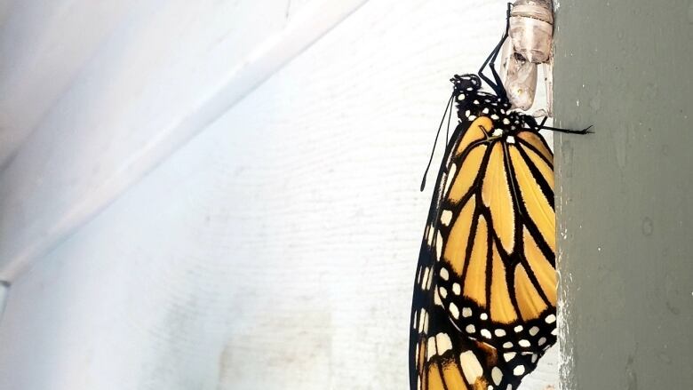 A monarch butterfly hangs from its chrysalis, drying its wings. 