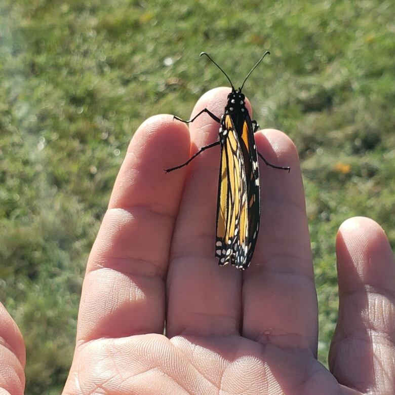 A monarch butterfly sits in the palm of a hand.