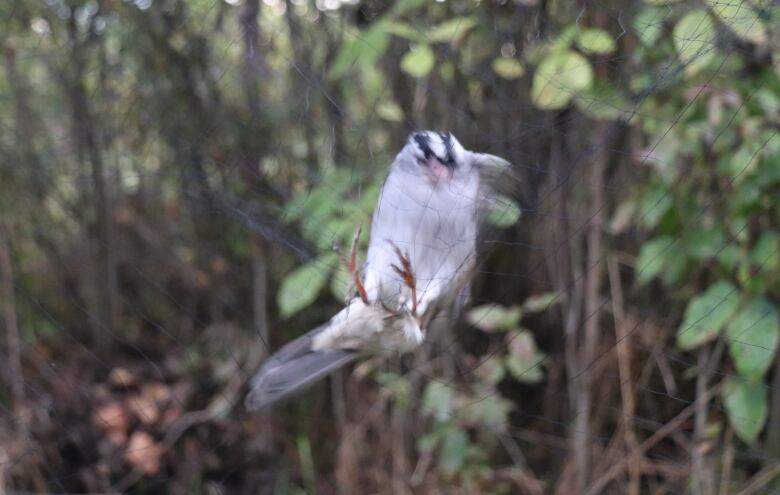 A bird trapped in a net 