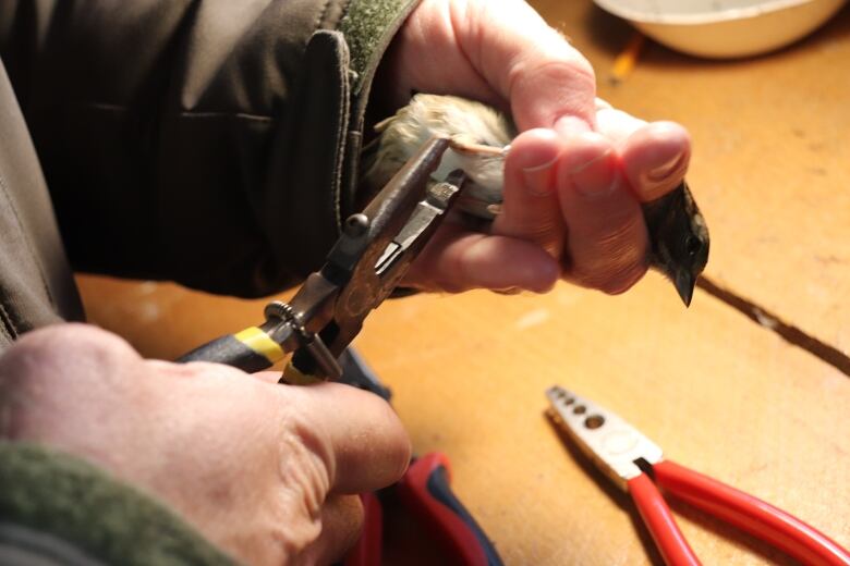 Two human hands hold a small bird and use a tool to attached a band to its foot, tagging it.