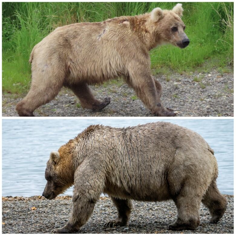 Two photos of a bear, taken three months apart.