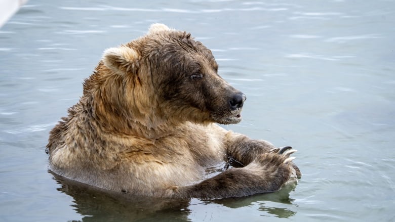 A bear splashes in the water.