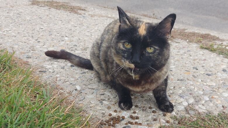 A spotted cat with hazel eyes sits on a bed with cat treats in front of it.