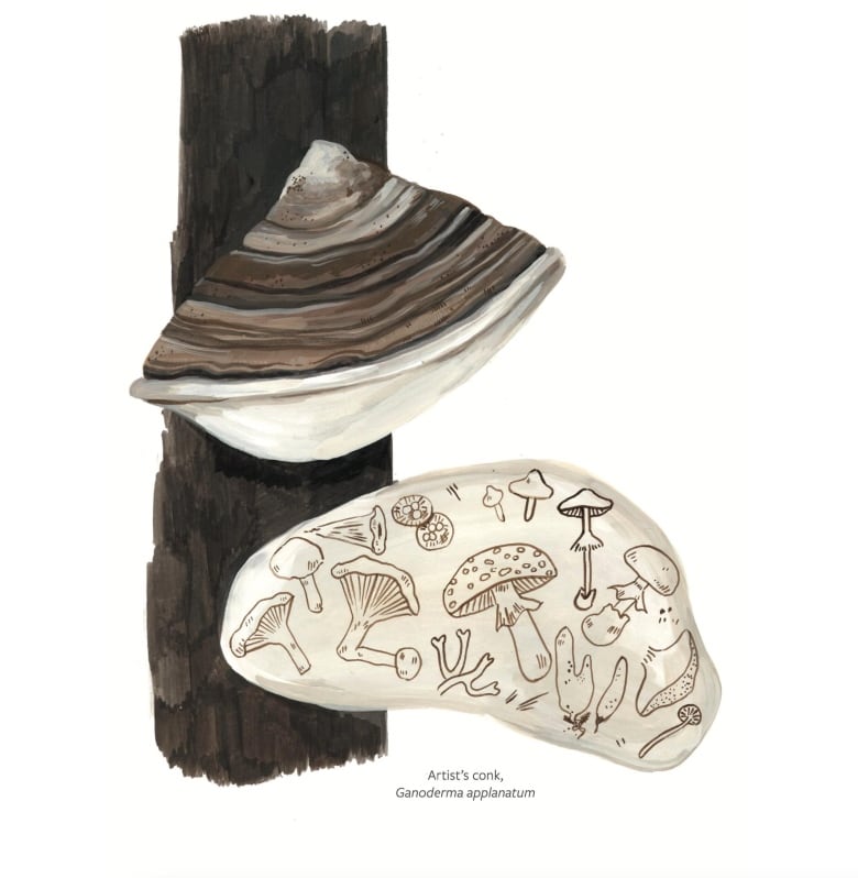 Gouache illustration of a beige bracket fungus on the side of a tree, the underside is etched with doodles.