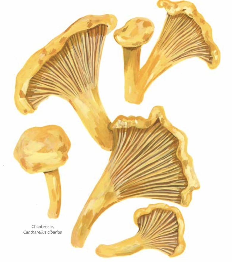 Gouache illustration of chanterelle mushrooms.