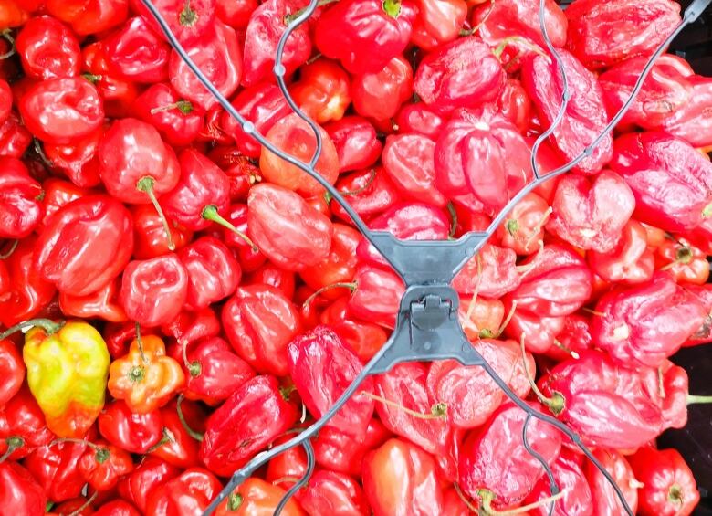 A basket full of bright red chile peppers