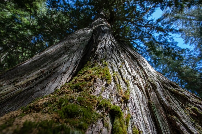 A giant tree with moss growing on it.