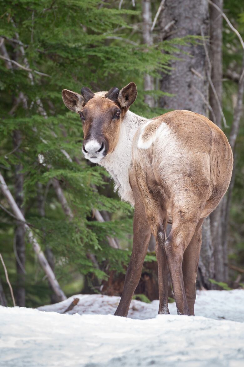 A caribou looks back at the camera.