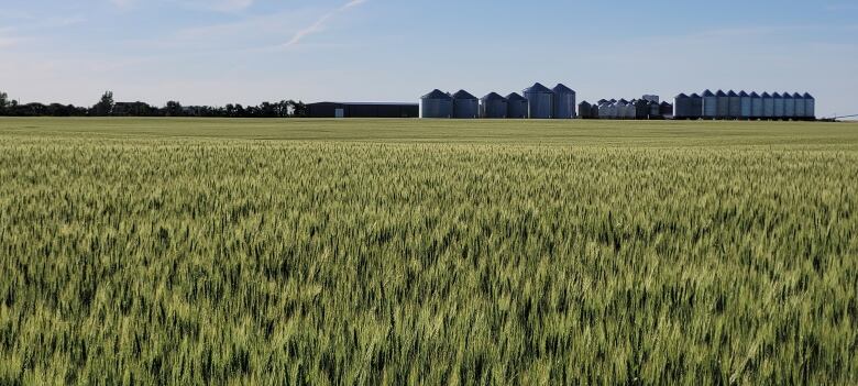 A low angle of a green farmer's field, ripe with crops. A row of silos can be seen in the distance.