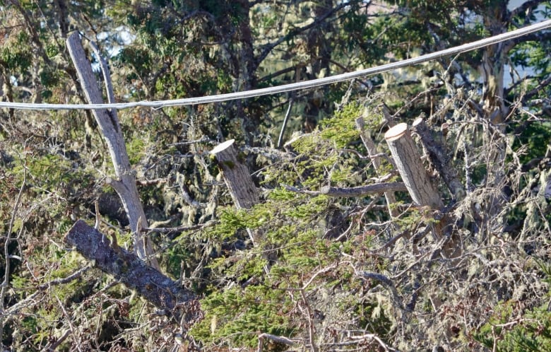 Trees are seen cut away from phone lines after post-tropical storm Fiona.