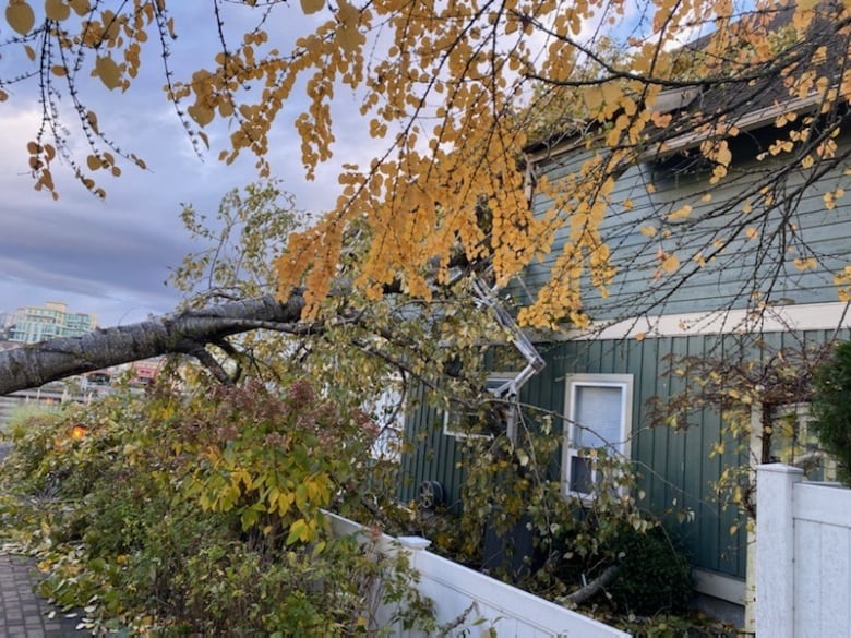 A slender tree branch is seen perched atop a single-family home.