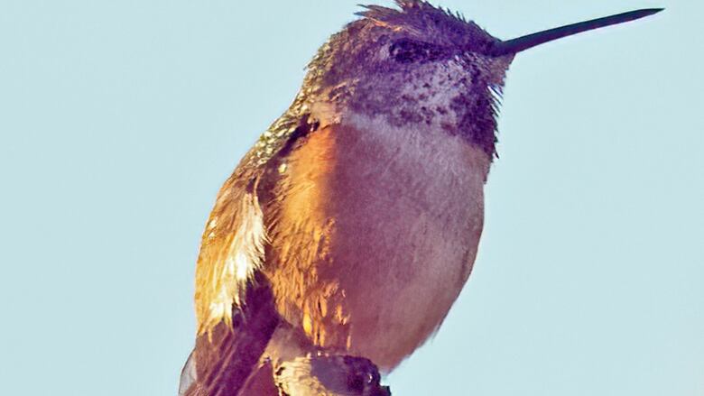 An orange hummingbird perches on a branch.