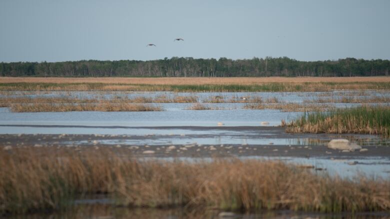 Prairie wetlands are seen with a line of trees in the background. Two birds are seen in the sky.