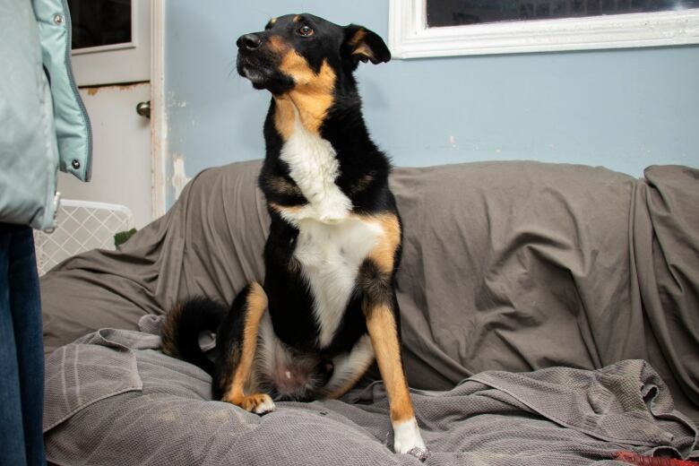 A thee legged dog sits on a couch.