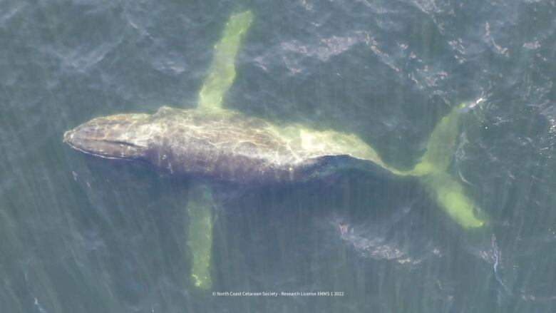 A whale is seen just below the surface of the ocean with a twisted tail.