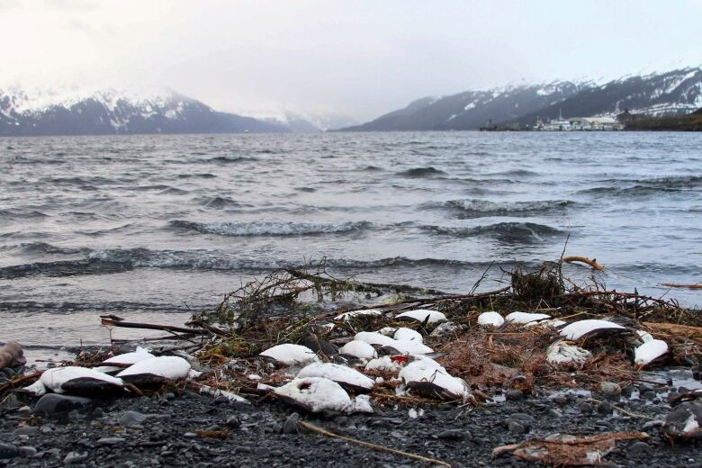 Dead birds are seen on a rocky beach with mountains distantly on the horizon line.