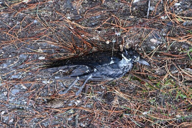 A dead crow, black with white speckles, is seen lying on its side on dirt and pine needles.