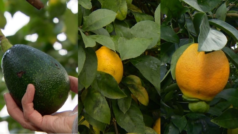 A composite picture featuring many tropical fruits, hanging off stems.