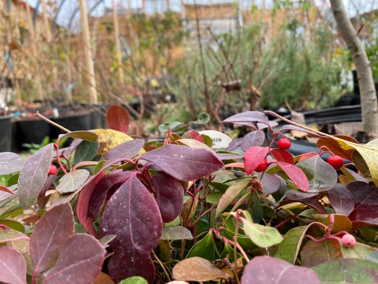 A short plant with red leaves and cranberry-looking fruit is in the foreground, while many taller trees can be seen in the background. 