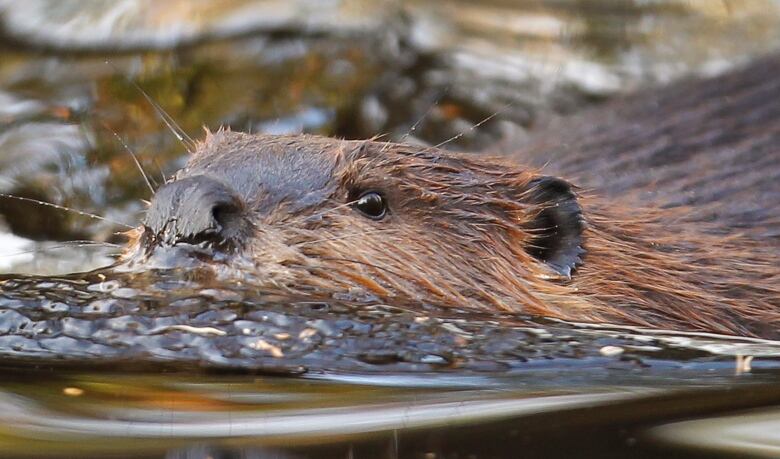 Ditching the beaver. Historians say the animal once represented the first Canadian currency but as inflation surges soon the beaver may be gone from our money.