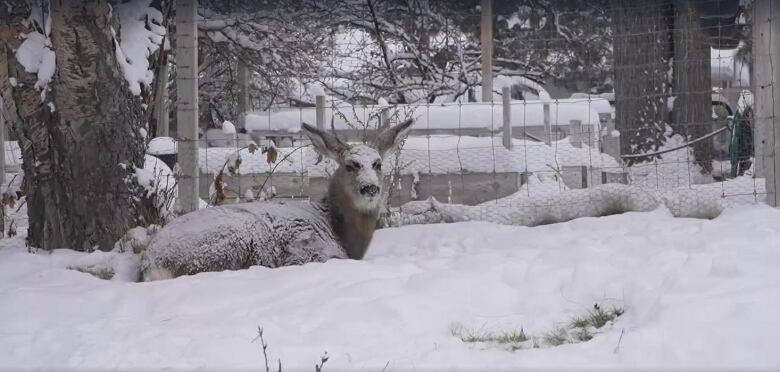 A deer covered with snow is sitting on the roadside.