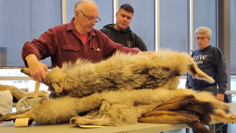 A buyer looks at wolf furs handed in by a trapper