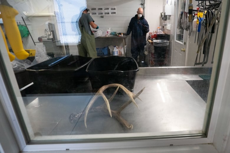 A set of antlers on a work shop table.