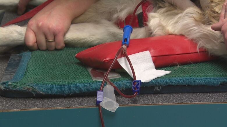 A blood transfusion takes place with a dog.