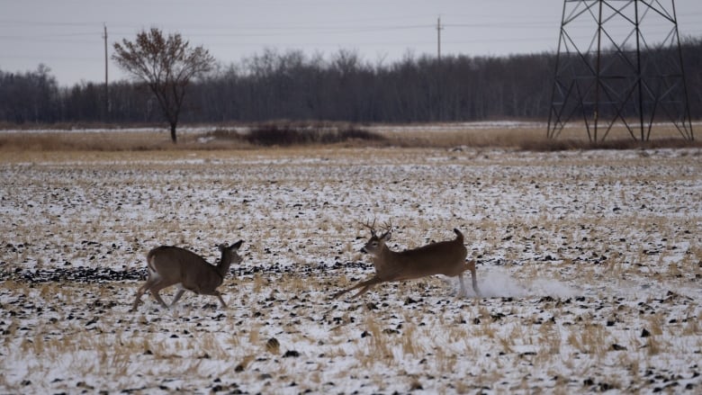 Two animals run in an open field.