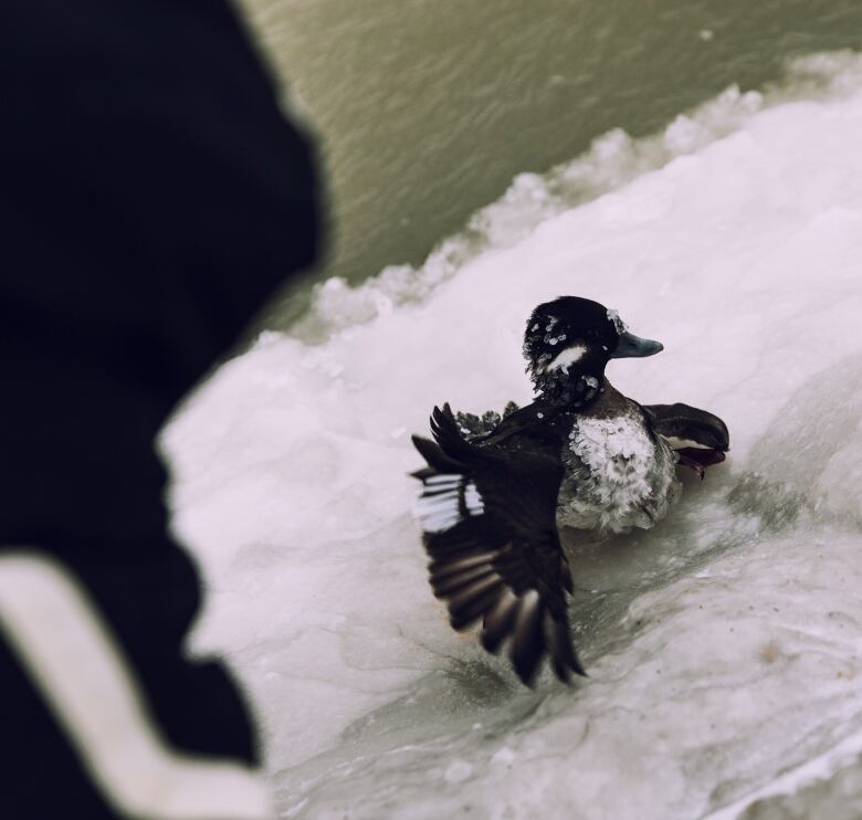 man looking at a duck stuck in ice