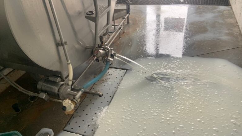 Milk can be seen pouring out of a large stainless steel storage tank, ultimately draining into a floor drain.