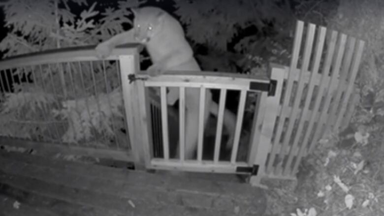 A cougar is seen on surveillance video.