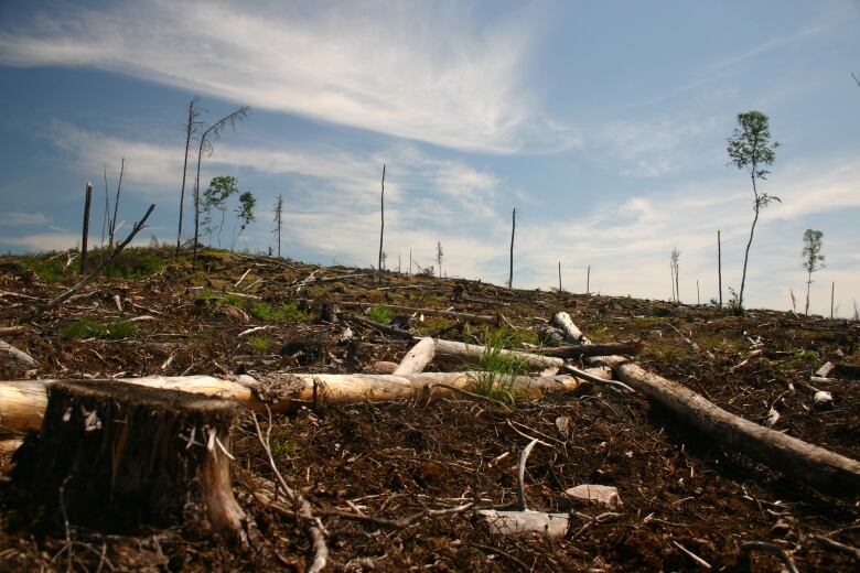 A scene of an area that was affected by clear-cut logging.