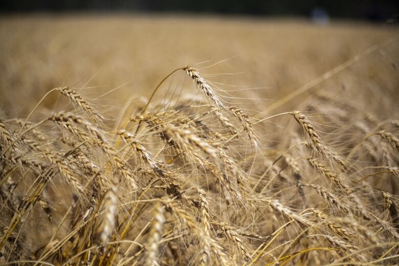 A field of wheat.