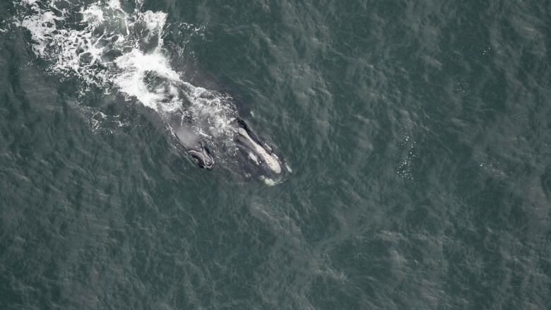 An aerial view of a North Atlantic right whale with its calf swimming in the ocean.