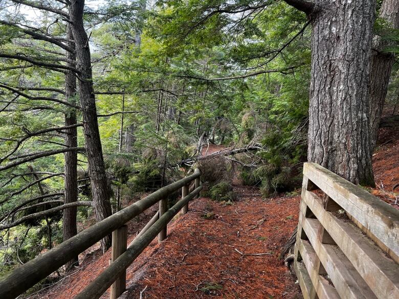 A downed tree is seen crossing a trail in Victoria Park in Truro.