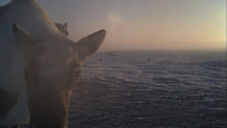 A close up shot of a caribou looking into a camera on a barren tundra landscape.