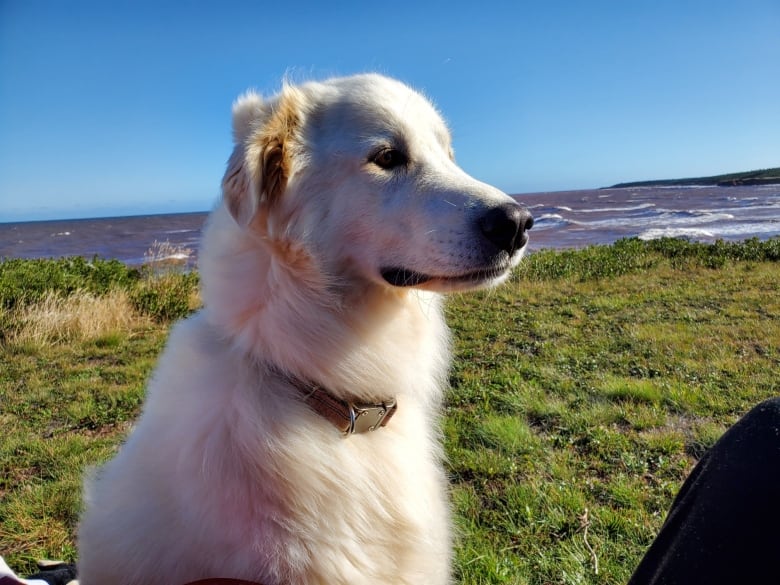 Four year old pyrenees dog sits by the ocean in Prince Edward Island