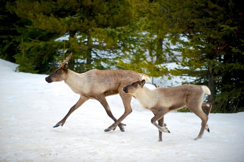 Adult and young caribou walking through the snow in front of evergreen trees. 